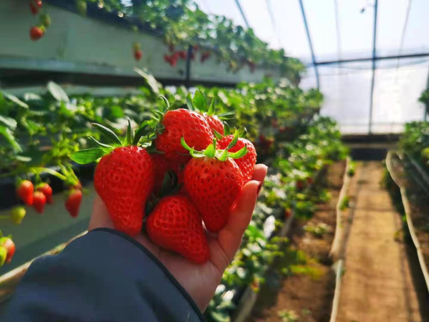 青岛草莓采摘园推荐（2023年草莓采摘园有那些）